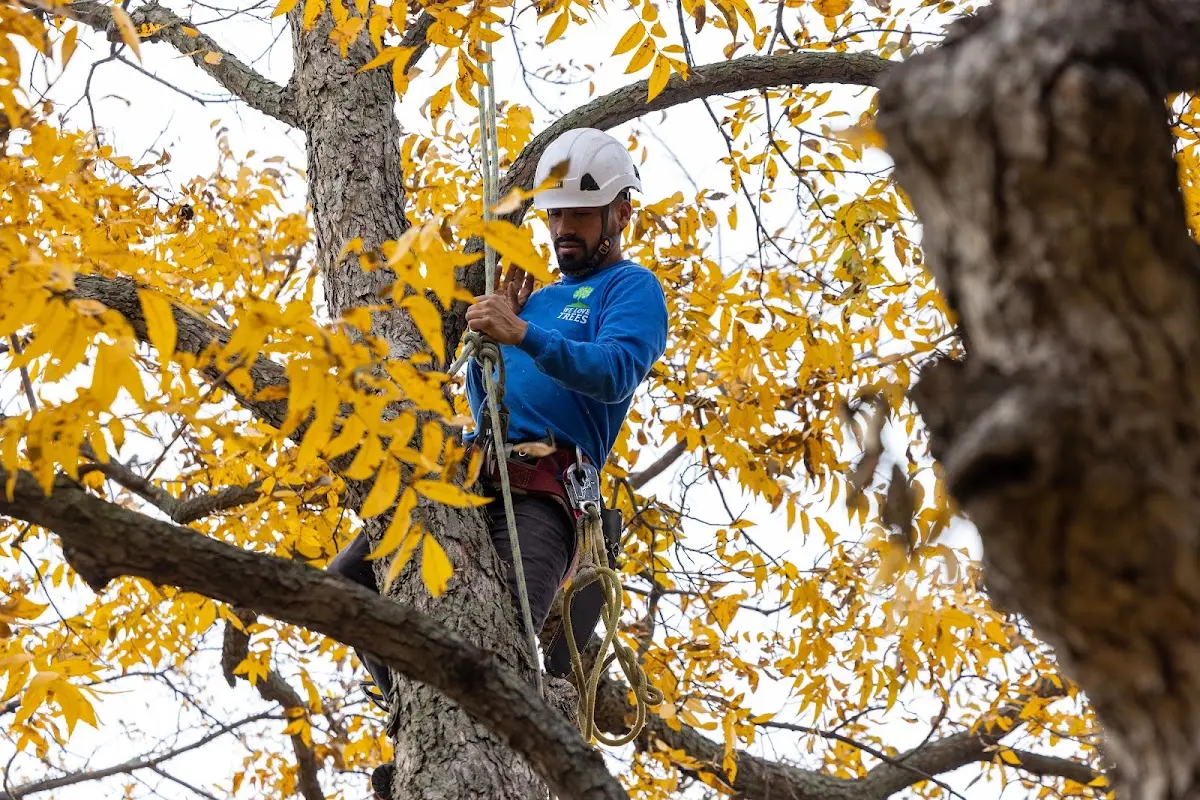 Skilled Tree Trimming crew working in Plymouth